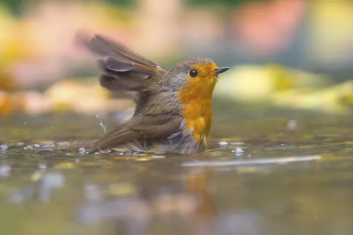 Framed Print : A Robin Bathing in Shallow Water Print Framed Print : A Robin Bathing in Shallow Water Print