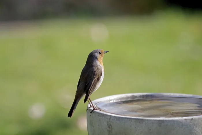 Framed Print : Robin (Erithacus rubecula) at Bird Bath Print Framed Print : Robin (Erithacus rubecula) at Bird Bath Print