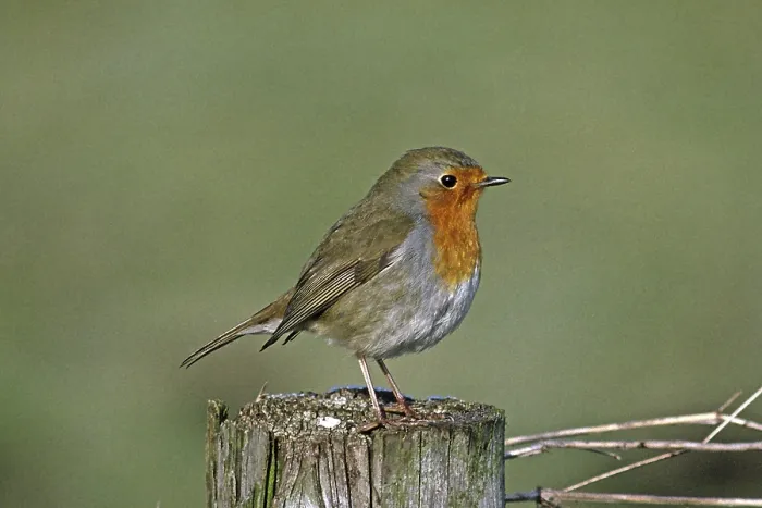 Framed Print : Print of Robin, Erithacus rubecula, a European Robin Framed Print : Print of Robin, Erithacus rubecula, a European Robin