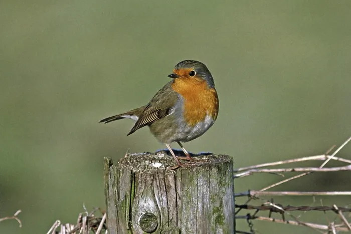 Framed Print : Robin Print - Erithacus rubecula Framed Print : Robin Print - Erithacus rubecula