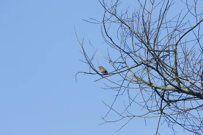 Framed Print : Robin Print: Perched on a Branch in Blue Sky, Germany Framed Print : Robin Print: Perched on a Branch in Blue Sky, Germany