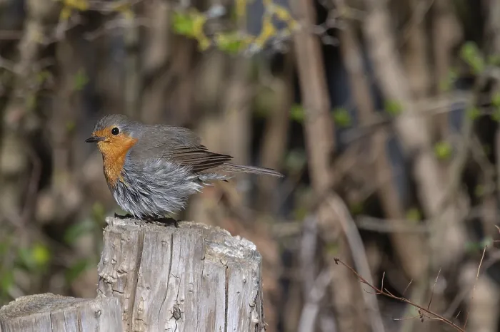 Framed Print : Robin (Erithacus rubecula) Print on Tree Stump, Bavaria Framed Print : Robin (Erithacus rubecula) Print on Tree Stump, Bavaria