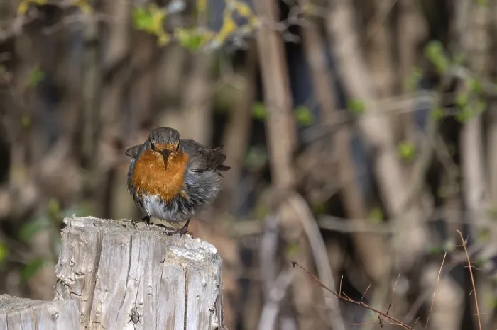 Framed Print : Robin (Erithacus rubecula) Print on Tree Stump, Bavaria Framed Print : Robin (Erithacus rubecula) Print on Tree Stump, Bavaria