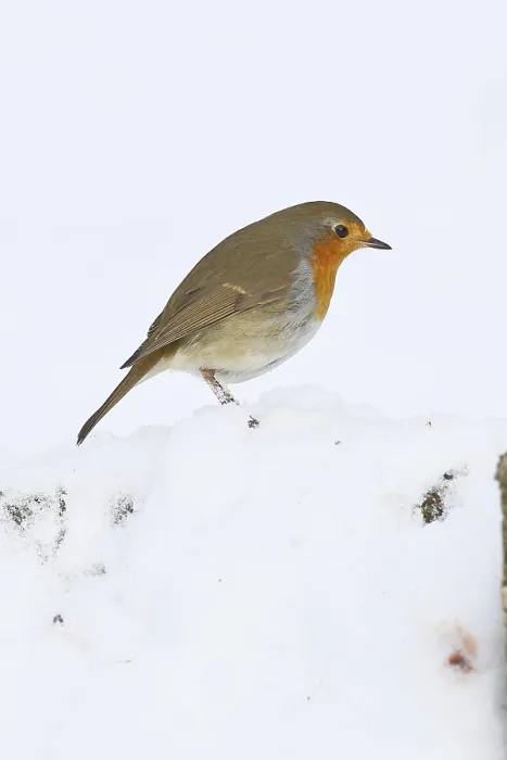 Framed Print : Robin (Erithacus rubecula) Print, Wilnsdorf, Germany Framed Print : Robin (Erithacus rubecula) Print, Wilnsdorf, Germany