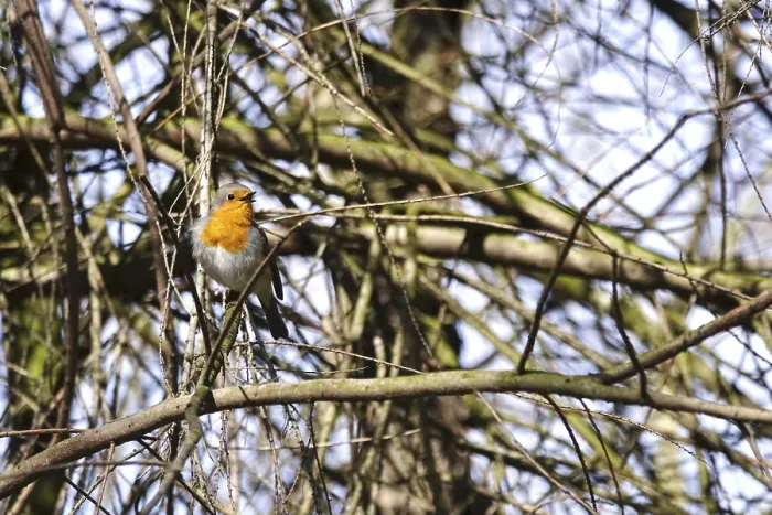 Framed Print : Robin in a tree, spring Germany Print Framed Print : Robin in a tree, spring Germany Print