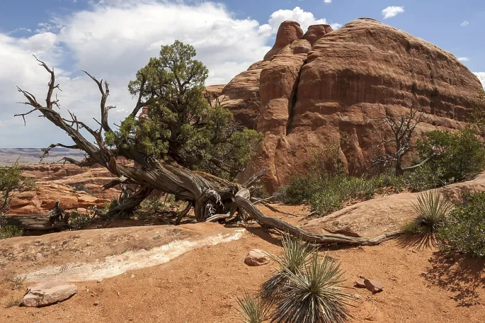 Framed Print : Devil's Garden Trailhead Rock Formations Print, Arches National Park Framed Print : Devil's Garden Trailhead Rock Formations Print, Arches National Park
