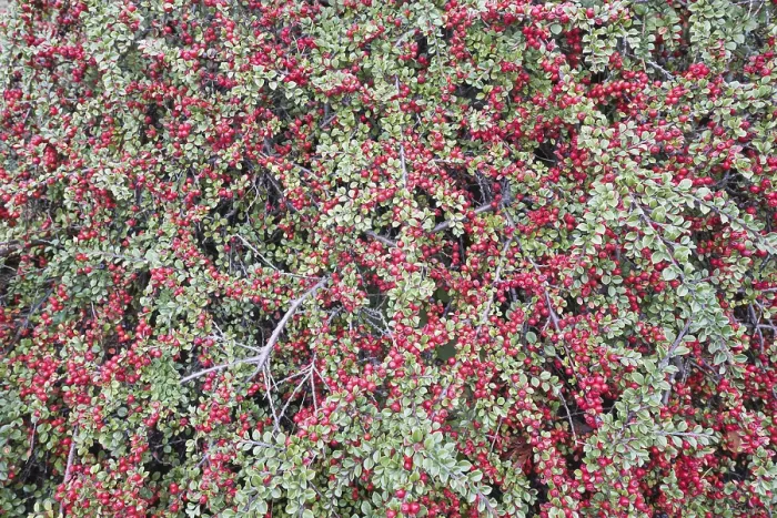 Framed Print : Rockspray Cotoneaster Print, Fruiting in Germany Framed Print : Rockspray Cotoneaster Print, Fruiting in Germany
