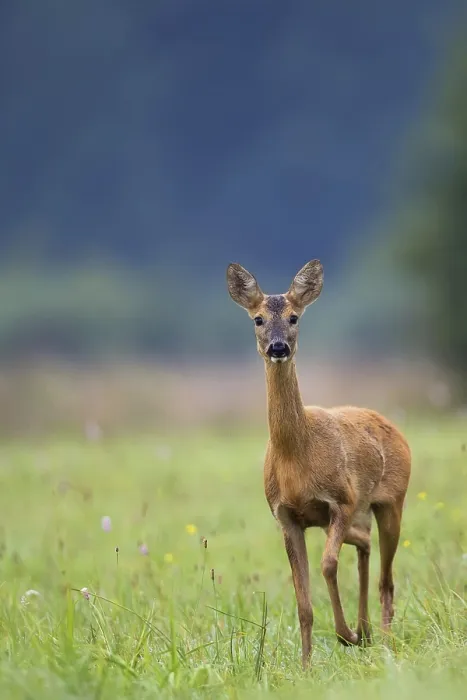 Framed Print : Roe-deer in a clearing wild life Print Framed Print : Roe-deer in a clearing wild life Print