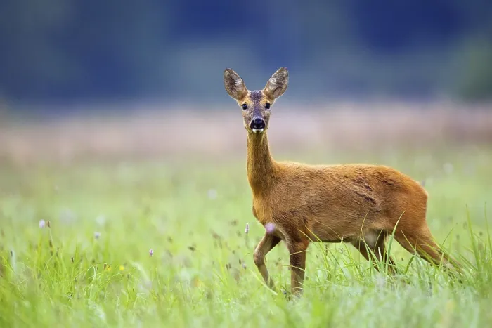 Framed Print : Roe-deer in the Wild Print: Clearing Scene Framed Print : Roe-deer in the Wild Print: Clearing Scene