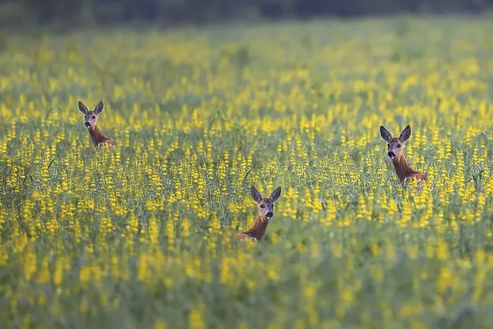 Framed Print : Roe-deers in a Clearing Print Framed Print : Roe-deers in a Clearing Print