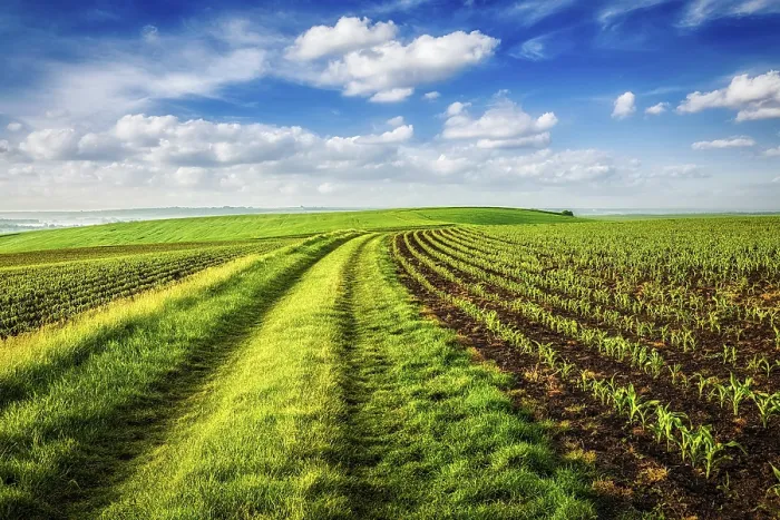 Framed Print : Rolling Fields of Moravia Print, Czech Republic Framed Print : Rolling Fields of Moravia Print, Czech Republic