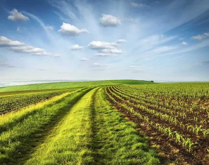 Framed Print : Rolling Fields of Moravia Print, Czech Republic Framed Print : Rolling Fields of Moravia Print, Czech Republic