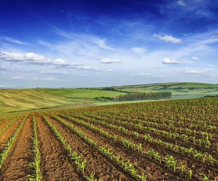 Framed Print : Rolling Fields of Moravia Print, Czech Republic Framed Print : Rolling Fields of Moravia Print, Czech Republic
