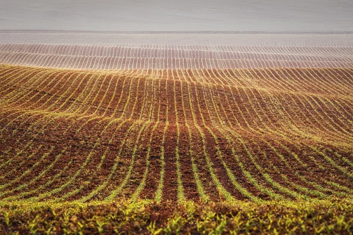 Framed Print : Print of Rolling Fields in Moravia, Czech Republic Framed Print : Print of Rolling Fields in Moravia, Czech Republic