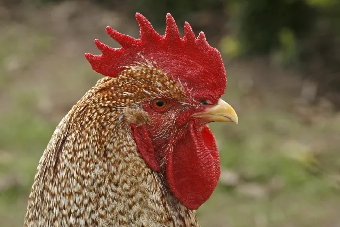 Framed Print : Rooster Print - Chicken in Full Plumage Framed Print : Rooster Print - Chicken in Full Plumage