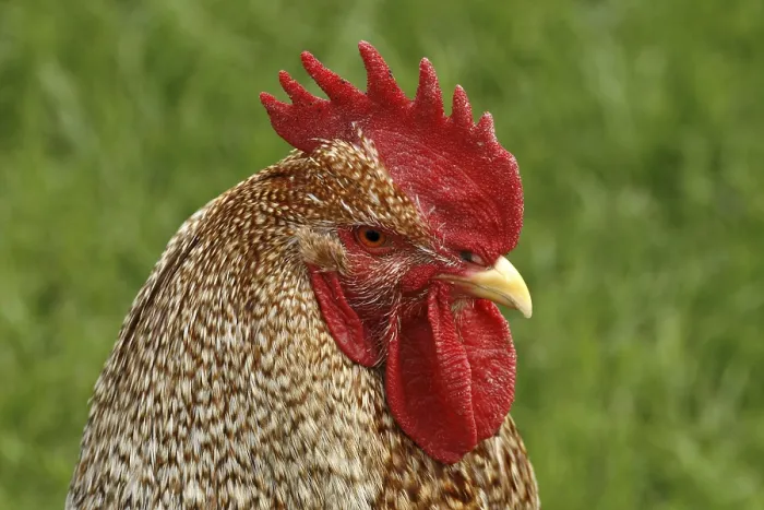 Framed Print : Rooster Print - Chicken Rooster Image Framed Print : Rooster Print - Chicken Rooster Image