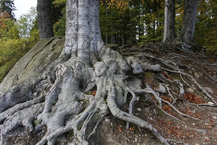Framed Print : Beech Roots in Bavarian Forest Print, Germany Framed Print : Beech Roots in Bavarian Forest Print, Germany