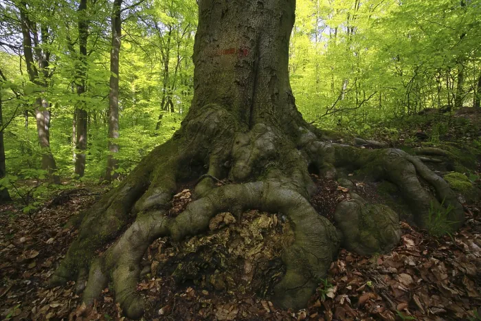 Framed Print : Roots of a Beech tree (Fagus sylvatica) Print Framed Print : Roots of a Beech tree (Fagus sylvatica) Print
