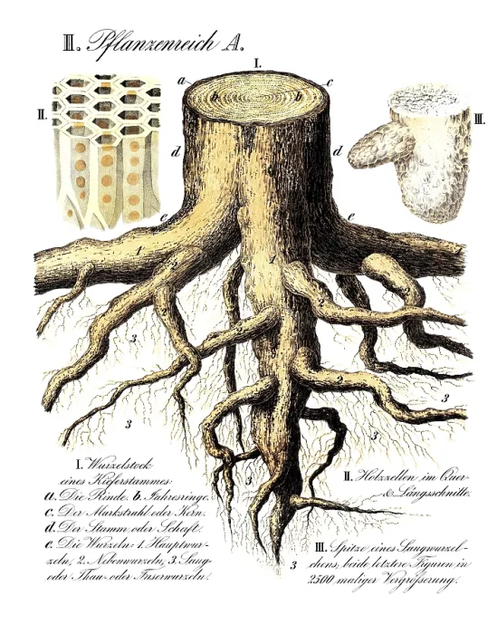 Framed Print : Print of a Pine Rootstock, Pinus Framed Print : Print of a Pine Rootstock, Pinus