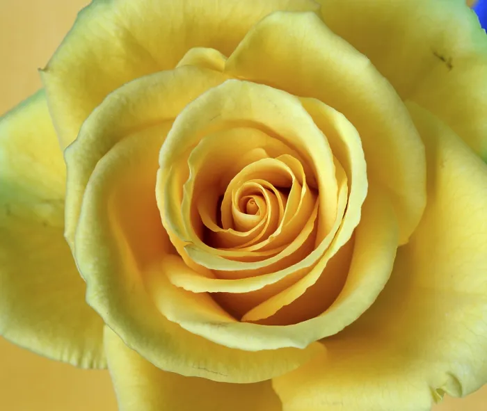 Framed Print : Rose Print by Rose (imageBROKER)