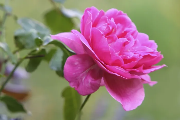 Framed Print : Rose Print by imageBROKER Framed Print : Rose Print by imageBROKER
