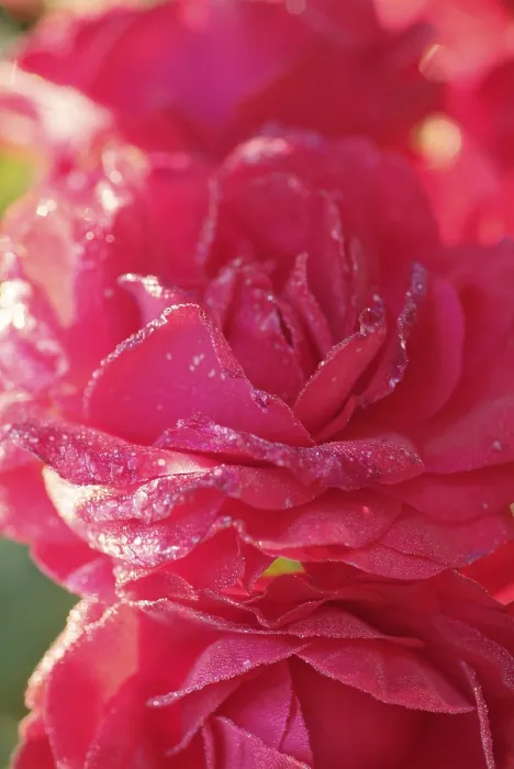 Framed Print : Rose Print by Rose Framed Print : Rose Print by Rose