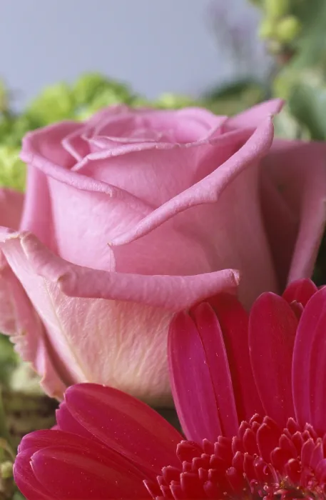 Framed Print : Rose Bloom Print by ImageBROKER Framed Print : Rose Bloom Print by ImageBROKER