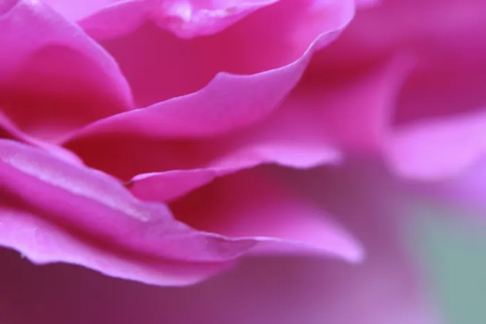 Framed Print : Rose, Flower Detail Print Framed Print : Rose, Flower Detail Print