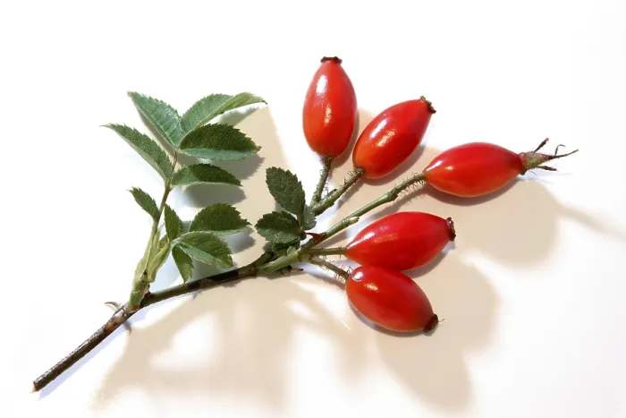 Framed Print : Rose Hips Print - Vibrant Botanical Image Framed Print : Rose Hips Print - Vibrant Botanical Image