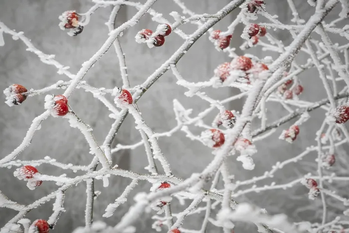 Framed Print : Rose Hips on Snow-Covered Branches Print Framed Print : Rose Hips on Snow-Covered Branches Print