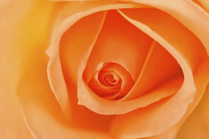 Framed Print : Rose (Rosa) Print by imageBROKER Framed Print : Rose (Rosa) Print by imageBROKER