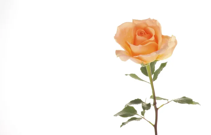 Framed Print : Rose Print by ImageBROKER Framed Print : Rose Print by ImageBROKER