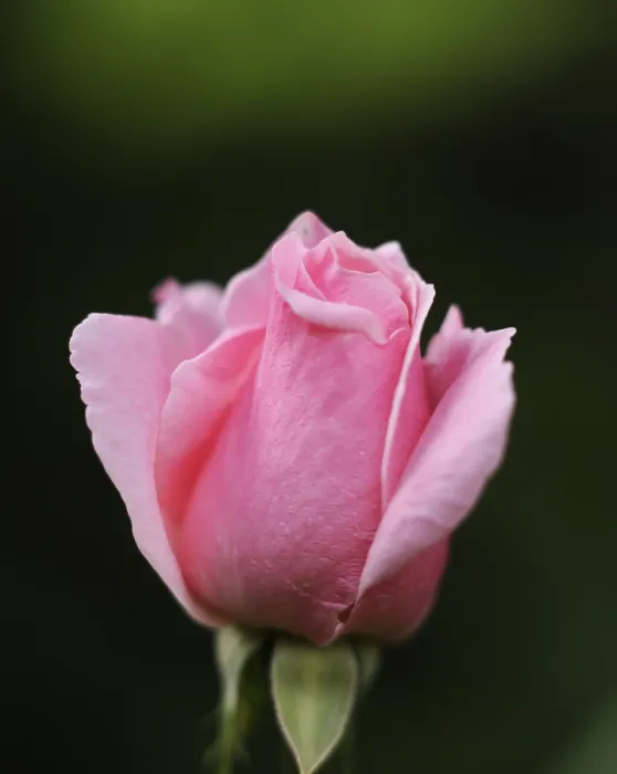 Framed Print : Rose (Rosa) Print by imageBROKER Framed Print : Rose (Rosa) Print by imageBROKER
