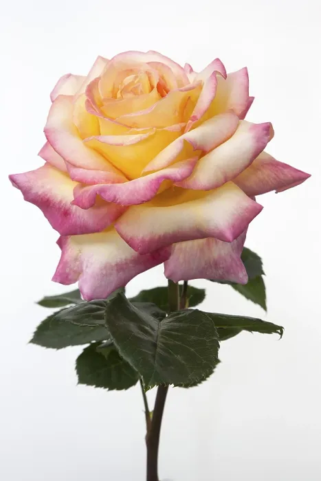 Framed Print : Rose (Rosa) Print - Rosa Species Framed Print : Rose (Rosa) Print - Rosa Species