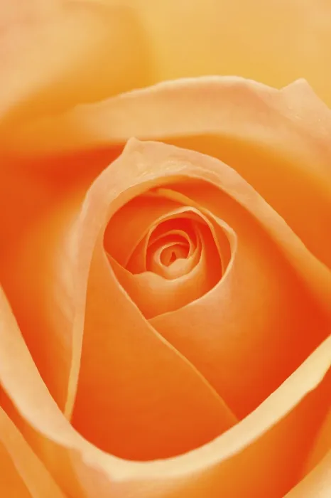 Framed Print : Print of Rosa Rose (Rosa) Framed Print : Print of Rosa Rose (Rosa)