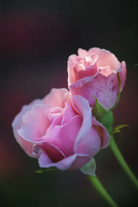 Framed Print : Rose Print - Rosa Species Framed Print : Rose Print - Rosa Species