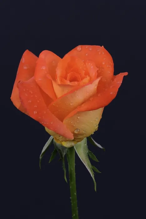 Framed Print : Rose Print - Rosa Species Framed Print : Rose Print - Rosa Species
