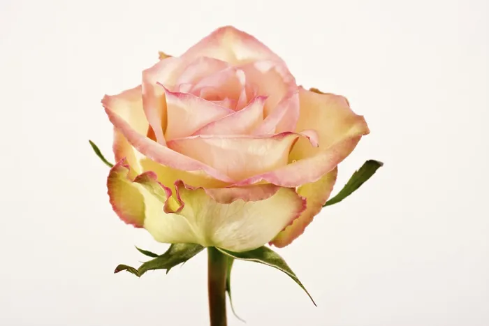 Framed Print : Print of Rosa Rose from imageBROKER Framed Print : Print of Rosa Rose from imageBROKER