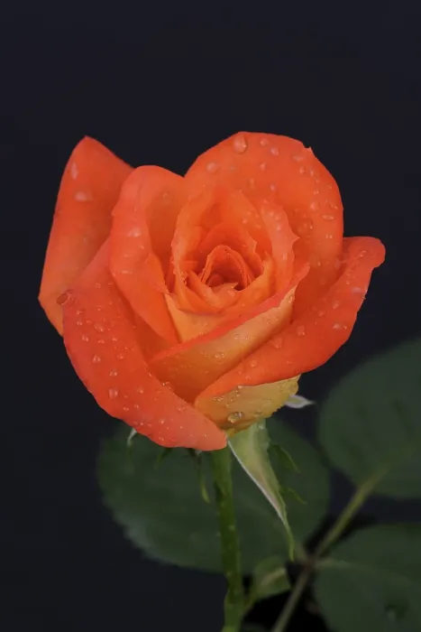 Framed Print : Print of Rosa Rose from imageBROKER Framed Print : Print of Rosa Rose from imageBROKER