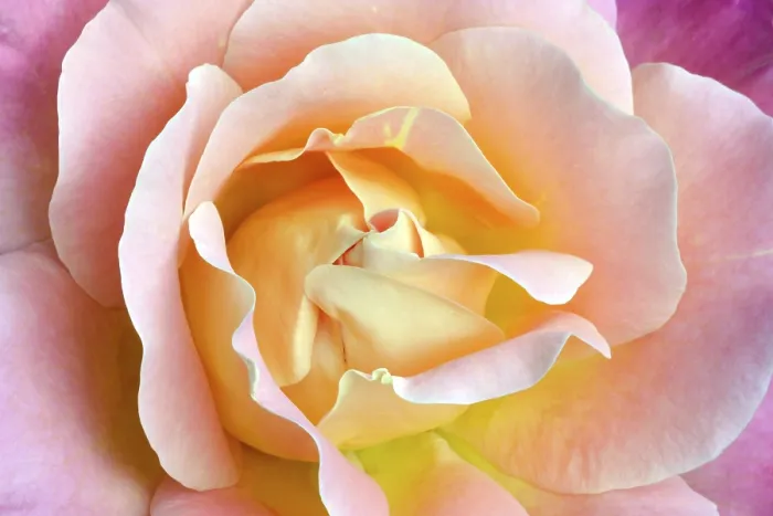 Framed Print : Rose Print (Rosa sp.) Framed Print : Rose Print (Rosa sp.)