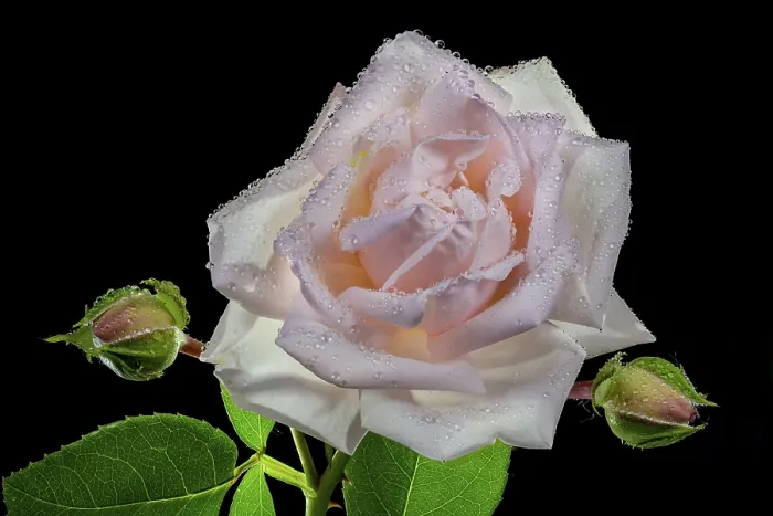 Framed Print : Austria Rose with Water Drops Print, Focus Stack Framed Print : Austria Rose with Water Drops Print, Focus Stack