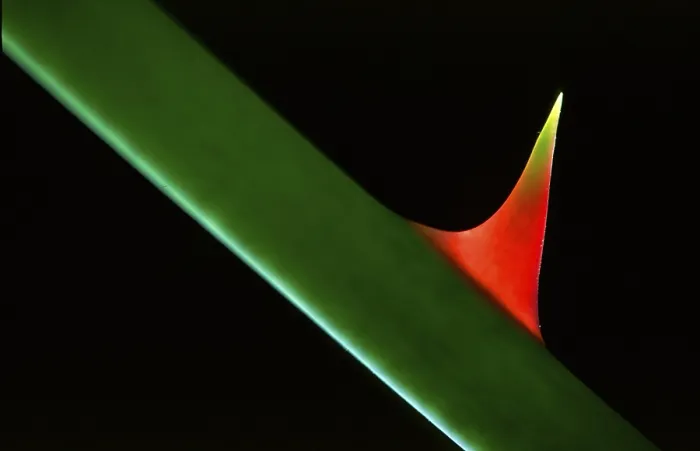 Framed Print : Rose Thorns Print by ImageBROKER Framed Print : Rose Thorns Print by ImageBROKER