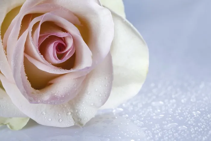 Framed Print : Detail of a Rose and Water Drops Print Framed Print : Detail of a Rose and Water Drops Print