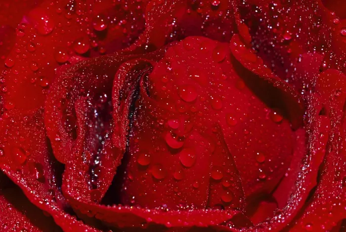 Framed Print : Rose with Waterdrops Print Framed Print : Rose with Waterdrops Print