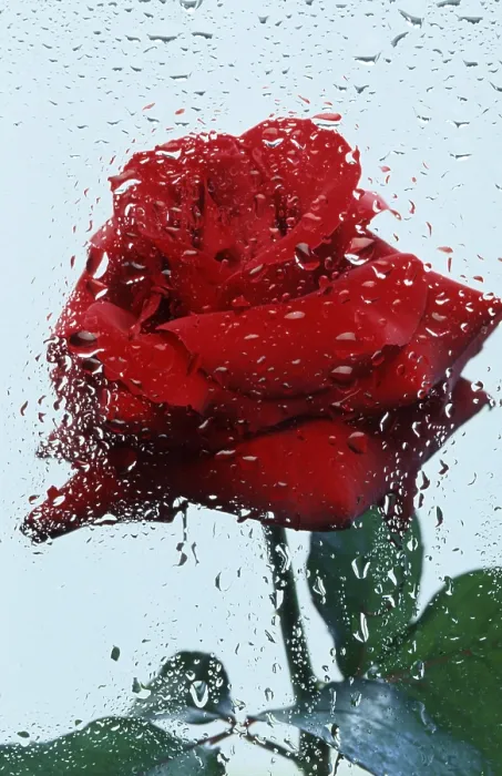Framed Print : Rose Behind Window Print Framed Print : Rose Behind Window Print