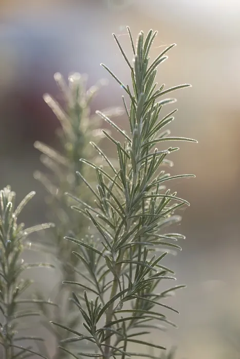 Framed Print : Rosemary Print by ImageBROKER Framed Print : Rosemary Print by ImageBROKER
