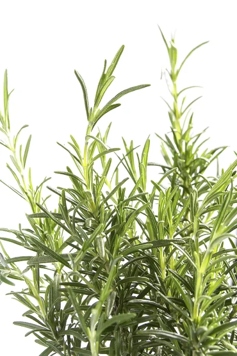 Framed Print : Rosemary Print by ImageBROKER Framed Print : Rosemary Print by ImageBROKER