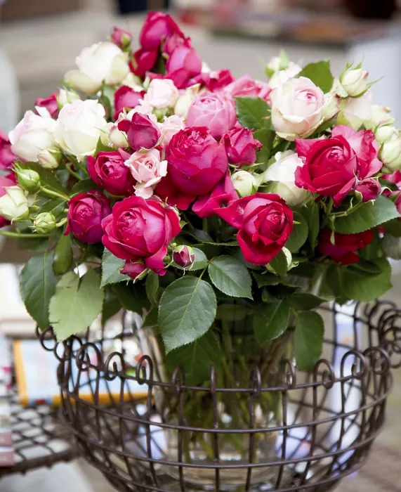 Framed Print : Roses Roses Print by ImageBROKER Framed Print : Roses Roses Print by ImageBROKER