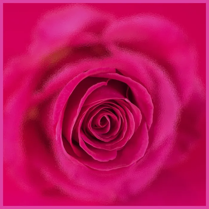 Framed Print : Roses Collage Print Framed Print : Roses Collage Print