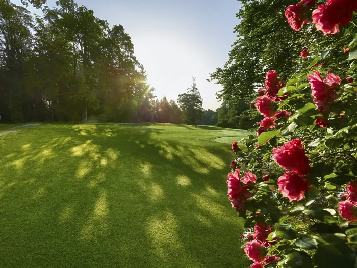 Framed Print : Roses on the Golf Course Print Framed Print : Roses on the Golf Course Print